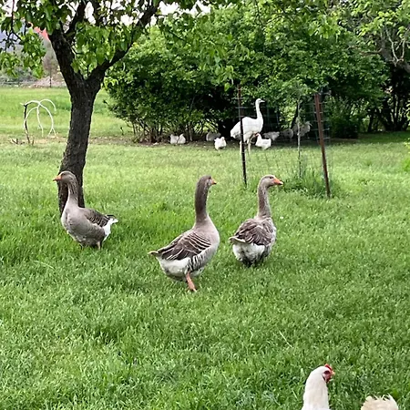 Zoofarma Konírna Bozice