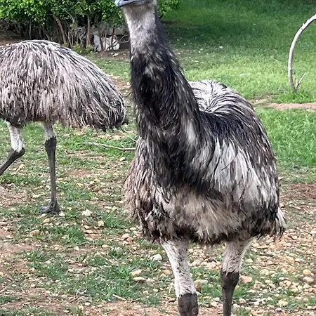 Zoofarma Konirna